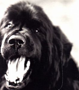 GENTLE GIANTS　ジェントル　ジャイアンツ / ブルース・ウェーバー　Bruce Weber