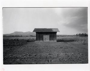 北井一夫　オリジナルプリント額　写真集 村へ（1980年/淡交社）収録　1970年代日本（2001/冬青社）原稿　桑畑　サイン入 / 北井一夫　