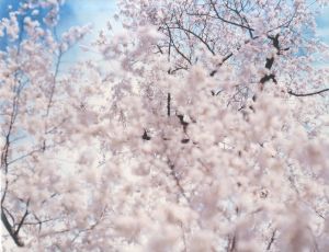 桜のサムネール