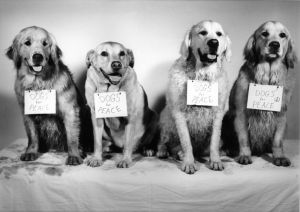 DOGS for PEACE【サイン入】／ブルース・ウェーバー（DOGS for PEACE【Signed】／Bruce Weber)のサムネール