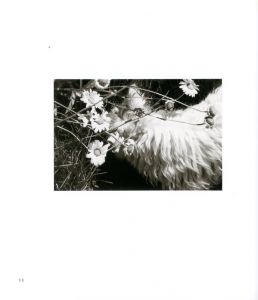 「I HEAR THE LEAVES AND LOVE THE LIGHT / Robert Adams」画像2