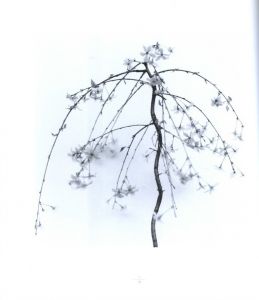 「Shoku / Frauke Eigen」画像5
