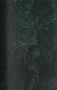 「QUINAULT / 上田義彦」画像1