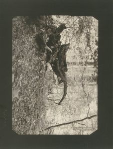 「Josef Sudek: Mionsi Forest / Josef Sudek」画像1