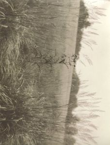 「Josef Sudek: Mionsi Forest / Josef Sudek」画像2