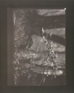 「Josef Sudek: Mionsi Forest / Josef Sudek」画像3