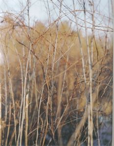 「The Meadow / Margot Anne Kelley」画像2