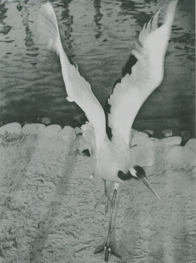 日本写真史の至宝 丹平写真倶楽部 光 / 監修： 飯沢耕太郎、金子