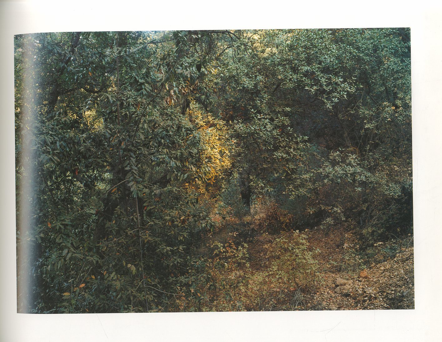 NEW PICTURES FROM PARADISE / Thomas Struth | 小宮山書店
