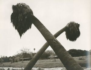 「Los Angeles Spring / ROBERT ADAMS 」画像2