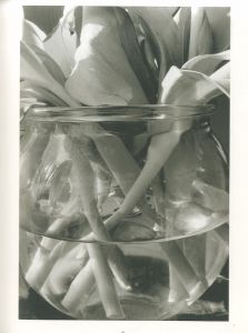 「STEMS / LEE FRIEDLANDER 」画像1