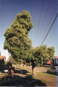 「ANP Qvarterly Vol.2 No.1 / Aaron Rose」画像1