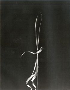 「Photographs Harry Callahan / Harry Callahan」画像9