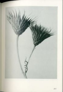 「Urformen der Kunst: Die bibliophilen Taschenbucher / Karl Blossfeldt」画像2