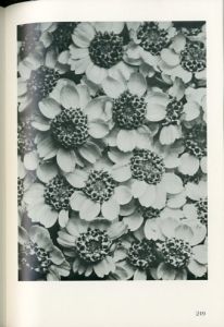 「Urformen der Kunst: Die bibliophilen Taschenbucher / Karl Blossfeldt」画像3