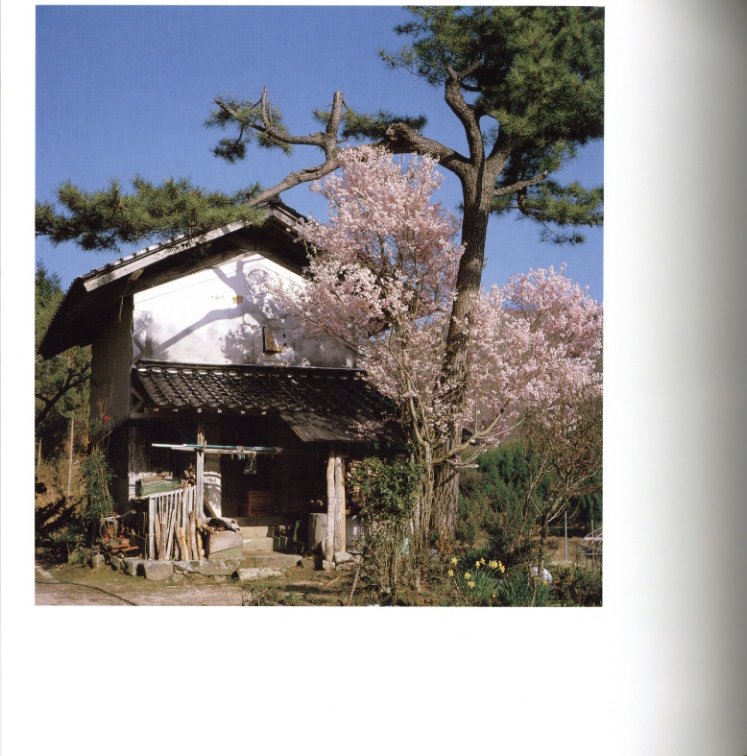 さくら 桜 サクラ 120 【献呈サイン入】 / 写真：東松照明 監修：伊藤