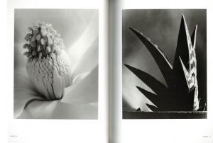 「Imogen Cunningham : Flora / photo:Imogen Cunningham イモージン・カニンガム text:Richard Lorenz リチャード・ローレンツ」画像2