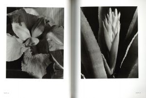 「Imogen Cunningham : Flora / photo:Imogen Cunningham イモージン・カニンガム text:Richard Lorenz リチャード・ローレンツ」画像3