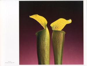 「MAPPLETHORPE THE COMPLETE FLOWERS / Author: Robert Mapplethorpe Essay: Herbert Muschamp」画像5