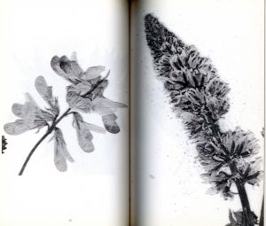 「The Politics of Flowers / Photo, Layout: Terri Weifenbach」画像4