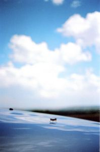 「【サイン入 / Signed】Some Insects / Terri Weifenbach」画像2