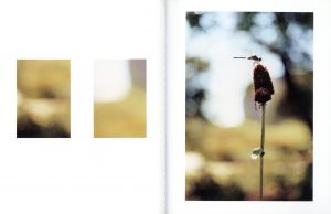 「【サイン入 / Signed】Some Insects / Terri Weifenbach」画像4