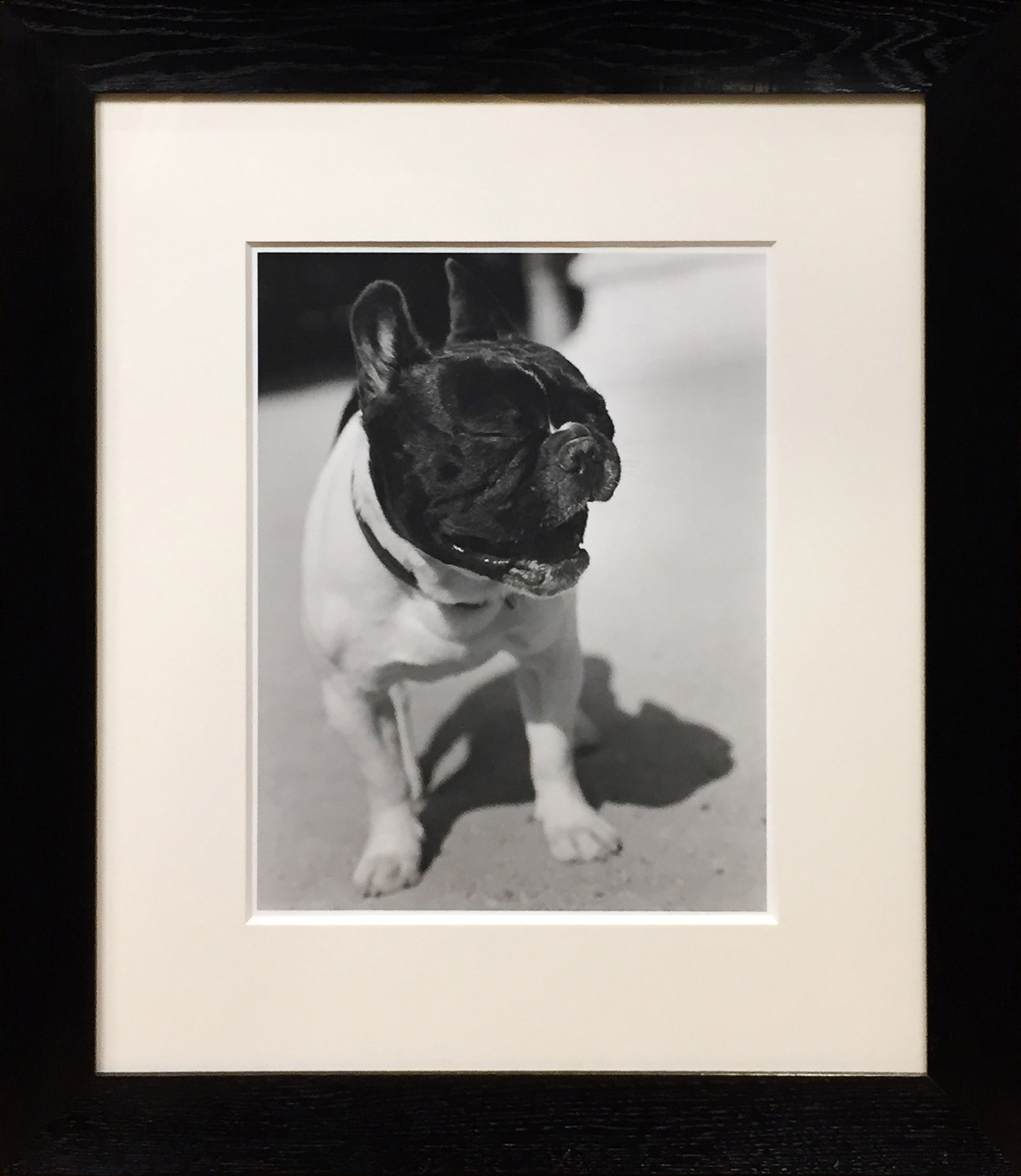 「French Bulldog, Paris【Signed】 / Bruce Weber」メイン画像