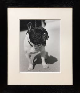 フレンチブルドッグ　パリ【サイン入】／ブルース・ウェーバー（French Bulldog, Paris【Signed】／Bruce Weber)のサムネール