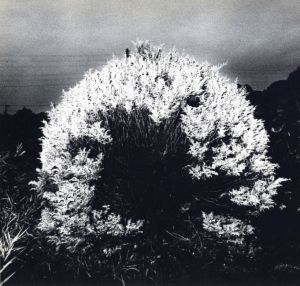 「植物に / 写真：山村雅昭」画像5