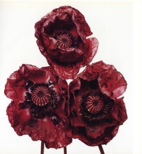 「FLOWERS / Irving Penn 」画像1