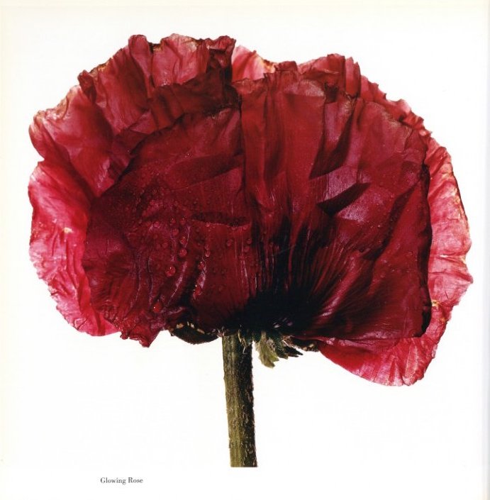 FLOWERS / Irving Penn | 小宮山書店 KOMIYAMA TOKYO | 神保町 古書