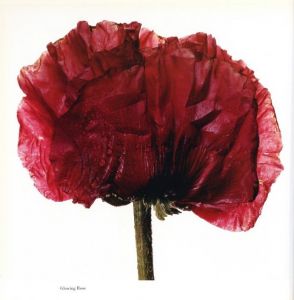 「FLOWERS / Irving Penn 」画像2