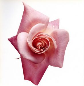 「FLOWERS / Irving Penn 」画像3