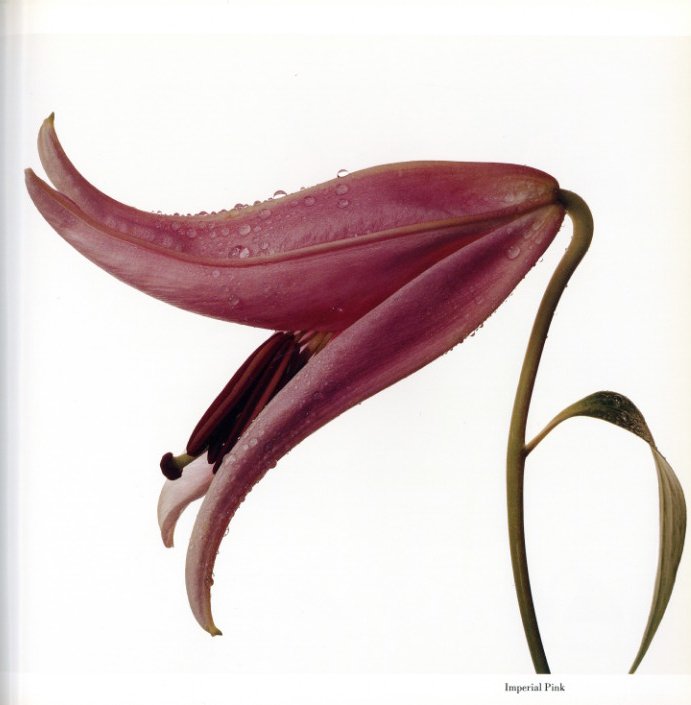 FLOWERS / Irving Penn | 小宮山書店 KOMIYAMA TOKYO | 神保町