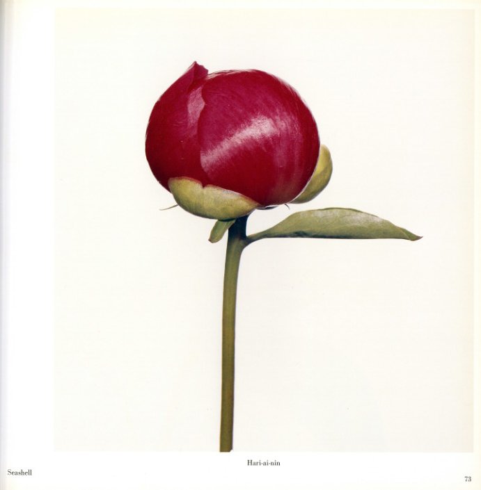 FLOWERS / Irving Penn | 小宮山書店 KOMIYAMA TOKYO | 神保町 古書