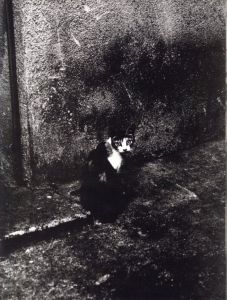 「MOLE UNIT No.8 - 野良猫 / 山内道雄」画像2