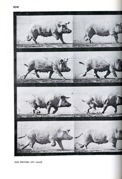 古書古本 dessin：Eadweard Muybridge: Muybridge's Complete