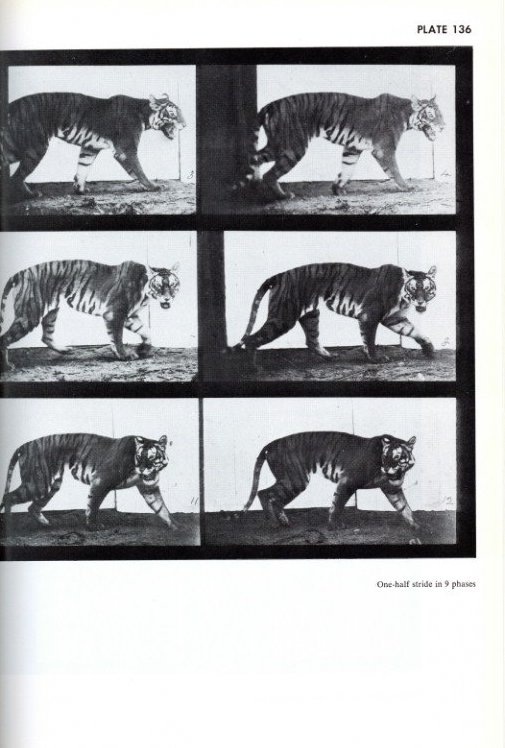 ANIMALS IN MOTION / Eadweard Muybridge | 小宮山書店 KOMIYAMA