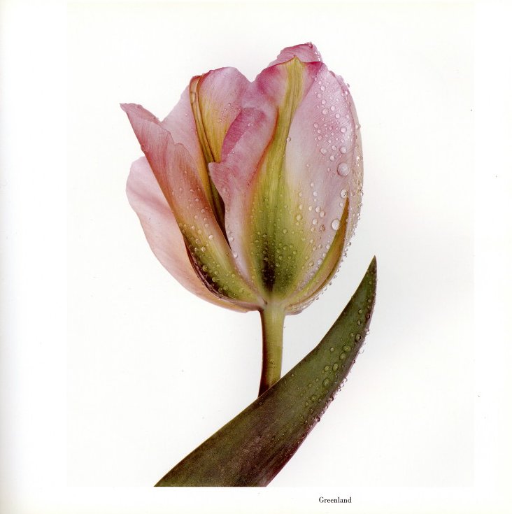 FLOWERS / Irving Penn | 小宮山書店 KOMIYAMA TOKYO | 神保町 古書