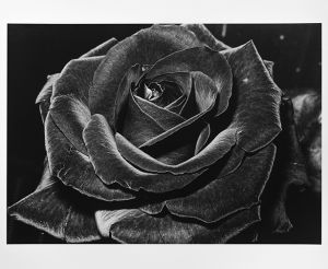 Rose【サイン入】／森山大道（Rose【SIGNED】／Daido Moriyama )のサムネール