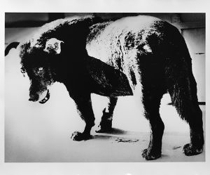 Stray Dog, Misawa A【サイン入】／森山大道（Stray Dog, Misawa A【SIGNED】／Daido Moriyama )のサムネール