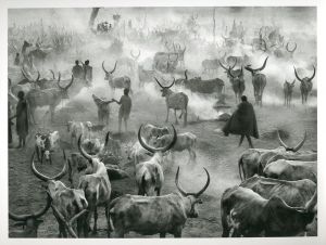 「GENESIS / Sebastião Salgado」画像3