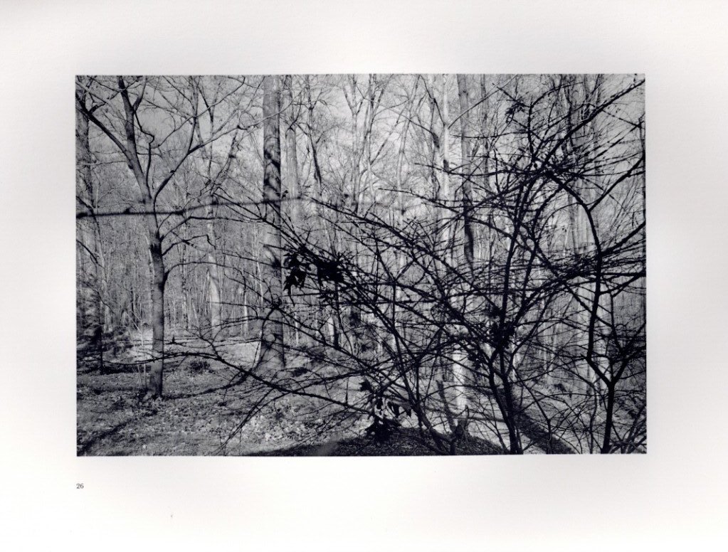 FLOWERS and TREES / Lee Friedlander | 小宮山書店 KOMIYAMA FLOWERS and TREES / Lee Friedlander | 小宮山書店 KOMIYAMA