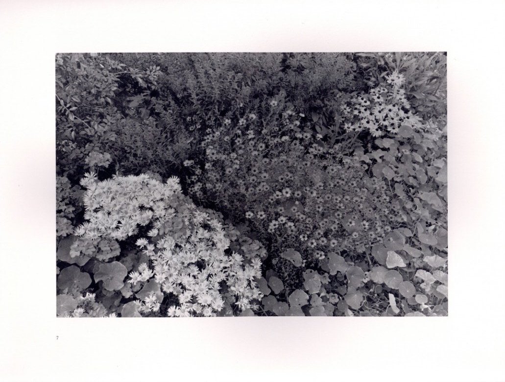 FLOWERS and TREES / Lee Friedlander | 小宮山書店 KOMIYAMA