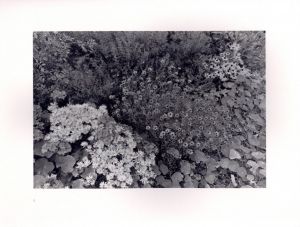 「FLOWERS and TREES / Lee Friedlander　」画像4