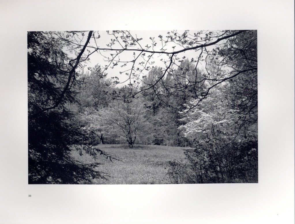 FLOWERS and TREES / Lee Friedlander | 小宮山書店 KOMIYAMA