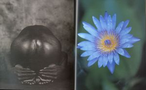 東風終（岩峰啓一）作品『蓮の花／Lotus flower』 東風終（岩峰啓一）作品『蓮の花／Lotus flower』