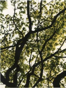 「Tree Tops Tall / Photo: Neil Drabble」画像2