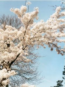 「Tree Tops Tall / Photo: Neil Drabble」画像3