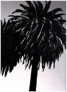 「Photographs by Kelly Klein / Photo: Kelly Klein」画像2